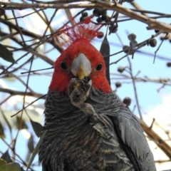 Callocephalon fimbriatum (Gang-gang Cockatoo) at Amaroo, ACT - 28 Jun 2020 by HelenCross