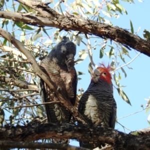 Callocephalon fimbriatum at Amaroo, ACT - 28 Jun 2020