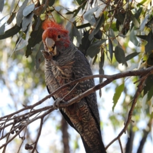 Callocephalon fimbriatum at Amaroo, ACT - 28 Jun 2020