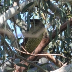 Ptilonorhynchus violaceus (Satin Bowerbird) at Jerrabomberra Wetlands - 28 Jun 2020 by JackyF