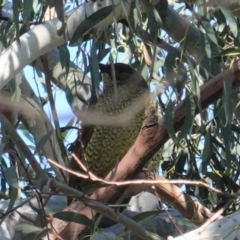 Ptilonorhynchus violaceus (Satin Bowerbird) at Kingston, ACT - 28 Jun 2020 by JackyF