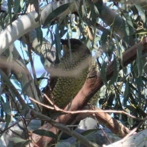 Ptilonorhynchus violaceus at Kingston, ACT - 28 Jun 2020