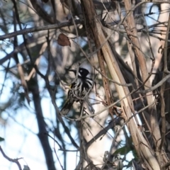 Phylidonyris novaehollandiae (New Holland Honeyeater) at Fyshwick, ACT - 28 Jun 2020 by JackyF