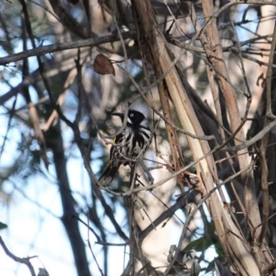 Phylidonyris novaehollandiae (New Holland Honeyeater) at Fyshwick, ACT - 28 Jun 2020 by JackyF