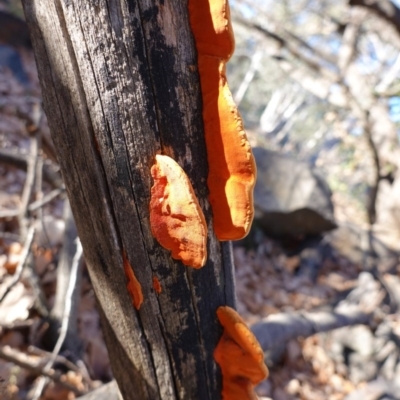 Trametes coccinea (Scarlet Bracket) at Deakin, ACT - 28 Jun 2020 by JackyF