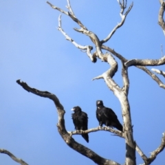 Aquila audax (Wedge-tailed Eagle) at McQuoids Hill - 22 Jun 2020 by HelenCross