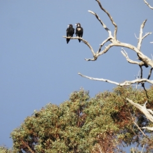 Aquila audax at Tuggeranong DC, ACT - 22 Jun 2020