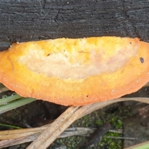 Trametes coccinea at Cook, ACT - 22 Jun 2020