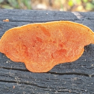 Trametes coccinea at Cook, ACT - 22 Jun 2020 09:48 AM