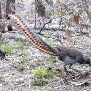 Menura novaehollandiae at Bundanoon - 28 Jun 2020 04:55 PM