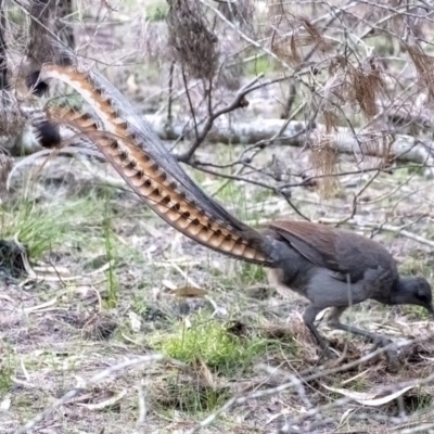 Menura novaehollandiae (Superb Lyrebird) at Wingecarribee Local Government Area - 28 Jun 2020 by Aussiegall