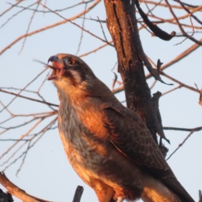 Falco berigora (Brown Falcon) at Fyshwick, ACT - 28 Jun 2020 by roymcd