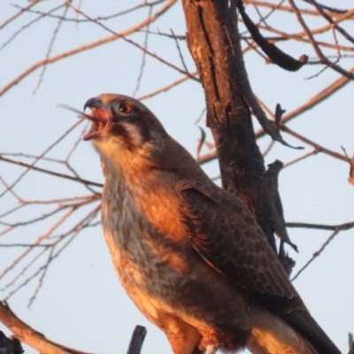 Falco berigora (Brown Falcon) at Jerrabomberra Wetlands - 28 Jun 2020 by roymcd
