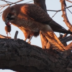 Falco berigora at Fyshwick, ACT - 28 Jun 2020