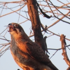 Falco berigora at Fyshwick, ACT - 28 Jun 2020 05:39 PM