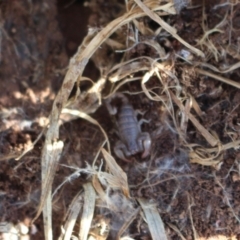 Cercophonius squama (Wood Scorpion) at Coree, ACT - 28 Jun 2020 by Sarah2019