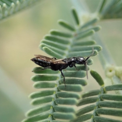 Bethylidae (family) (Bethylid wasp) at Cook, ACT - 20 Jun 2020 by CathB