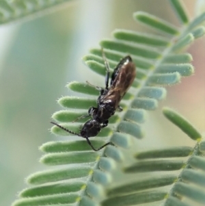 Bethylidae (family) at Cook, ACT - 20 Jun 2020