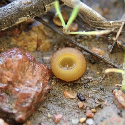 Aleurina ferruginea (Fleshy Cup Fungus) at Cook, ACT - 24 Jun 2020 by CathB