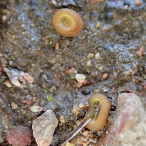 Aleurina ferruginea at Cook, ACT - 25 Jun 2020