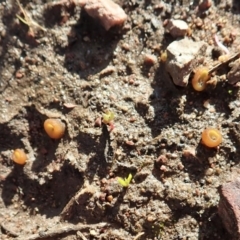 Aleurina ferruginea at Cook, ACT - 25 Jun 2020