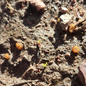 Aleurina ferruginea at Cook, ACT - 25 Jun 2020