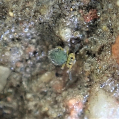 Symphypleona sp. (order) (Globular springtail) at Mount Painter - 24 Jun 2020 by CathB