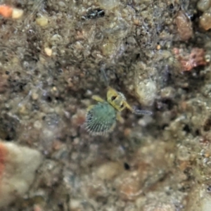 Symphypleona sp. (order) at Cook, ACT - 25 Jun 2020