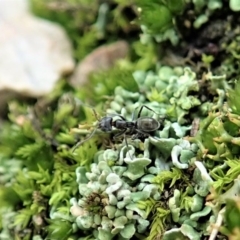 Anonychomyrma sp. (genus) (Black Cocktail Ant) at Cook, ACT - 10 Jun 2020 by CathB