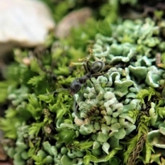 Anonychomyrma sp. (genus) at Cook, ACT - 10 Jun 2020