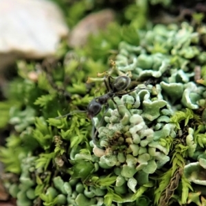 Anonychomyrma sp. (genus) at Cook, ACT - 10 Jun 2020