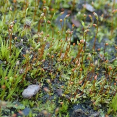 Fissidens sp. at Dunlop, ACT - 18 Jun 2020 by CathB