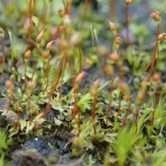 Fissidens sp. at Dunlop, ACT - 18 Jun 2020