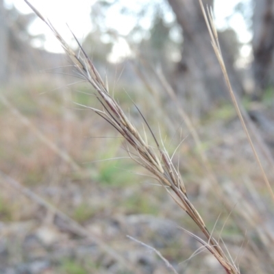 Aristida ramosa (Purple Wire Grass) at Gordon, ACT - 25 Jun 2020 by michaelb