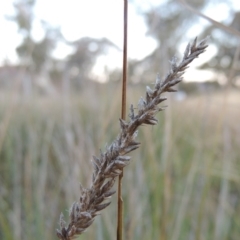 Carex appressa (Tall Sedge) at Gordon, ACT - 25 Jun 2020 by michaelb