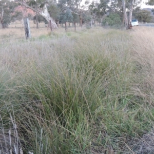 Carex appressa at Gordon, ACT - 25 Jun 2020 07:04 PM