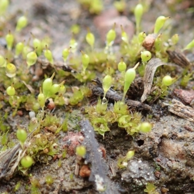 Entosthodon sp. at Mount Painter - 22 Jun 2020 by CathB