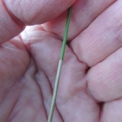 Eleocharis acuta (Common Spike-rush) at Gordon, ACT - 25 Jun 2020 by michaelb