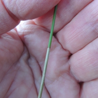 Eleocharis acuta (Common Spike-rush) at Gordon, ACT - 25 Jun 2020 by MichaelBedingfield