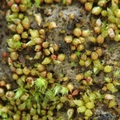 Gigaspermum repens (Moss) at Dunlop, ACT - 15 Jun 2020 by CathB