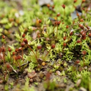 Entosthodon sp. at Cook, ACT - 22 Jun 2020