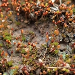 Entosthodon sp. at Cook, ACT - 22 Jun 2020