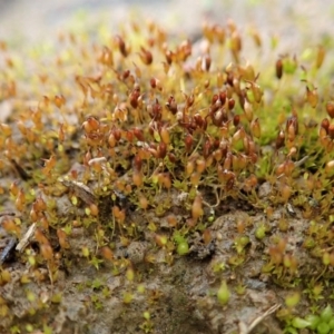 Entosthodon sp. at Cook, ACT - 22 Jun 2020