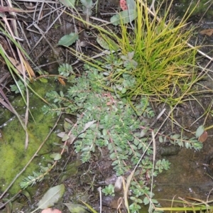 Lythrum hyssopifolia at Gordon, ACT - 25 Jun 2020