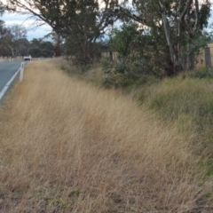 Bothriochloa macra (Red Grass, Red-leg Grass) at Gordon, ACT - 25 Jun 2020 by MichaelBedingfield