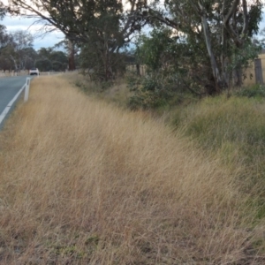 Bothriochloa macra at Gordon, ACT - 25 Jun 2020 07:15 PM