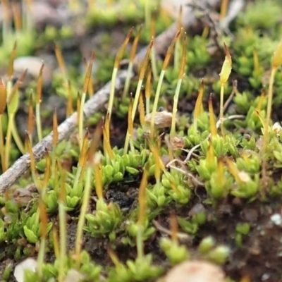 Pottiaceae (family) (A moss) at Mount Painter - 22 Jun 2020 by CathB