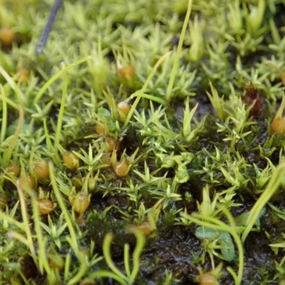 Pottiaceae (family) (A moss) at Dunlop, ACT - 22 Jun 2020 by CathB