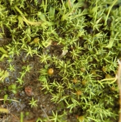 Pottiaceae (family) at Dunlop, ACT - 22 Jun 2020