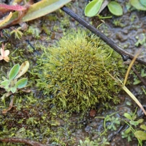 Pottiaceae (family) at Dunlop, ACT - 22 Jun 2020